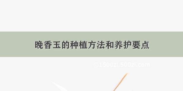 晚香玉的种植方法和养护要点