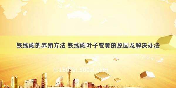 铁线蕨的养殖方法 铁线蕨叶子变黄的原因及解决办法