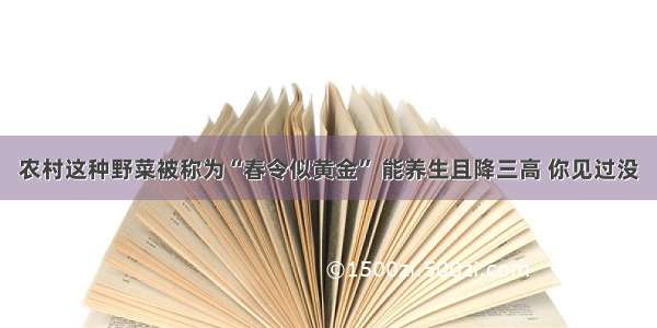 农村这种野菜被称为“春令似黄金” 能养生且降三高 你见过没