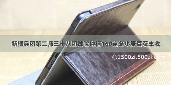 新疆兵团第二师三十八团试验种植160亩冬小麦喜获丰收