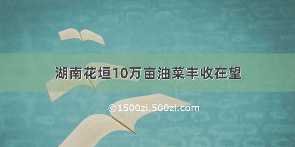 湖南花垣10万亩油菜丰收在望