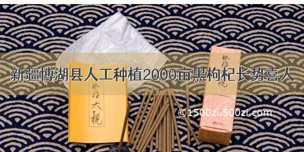 新疆博湖县人工种植2000亩黑枸杞长势喜人