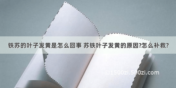 铁苏的叶子发黄是怎么回事 苏铁叶子发黄的原因?怎么补救?