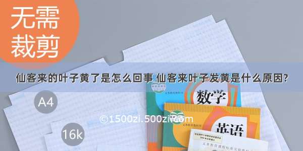 仙客来的叶子黄了是怎么回事 仙客来叶子发黄是什么原因?