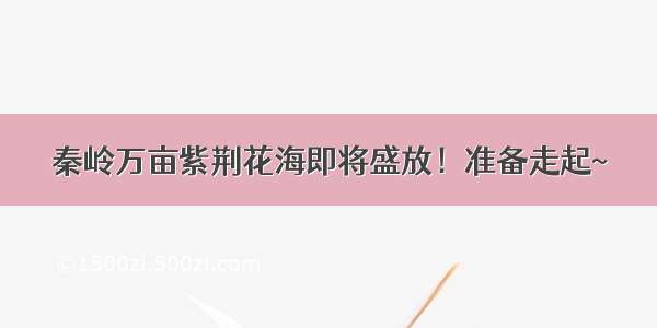 秦岭万亩紫荆花海即将盛放！准备走起~