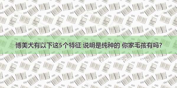 博美犬有以下这5个特征 说明是纯种的 你家毛孩有吗？