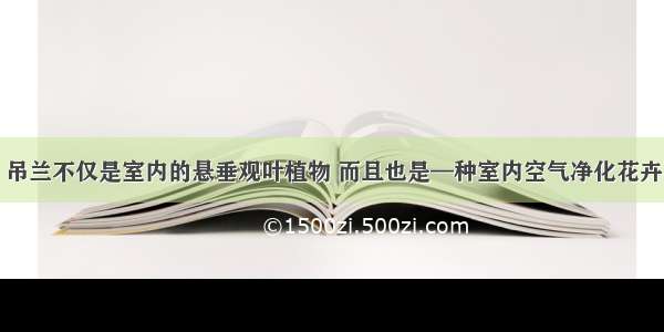 吊兰不仅是室内的悬垂观叶植物 而且也是—种室内空气净化花卉