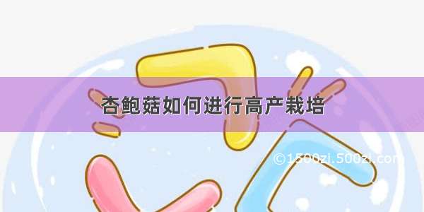 杏鲍菇如何进行高产栽培