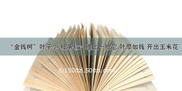 “金钱树”叶子小 枝条软？埋上一把它 叶厚如钱 开出玉米花