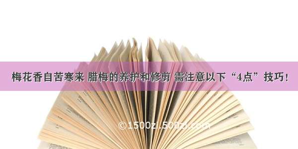 梅花香自苦寒来 腊梅的养护和修剪 需注意以下“4点”技巧！