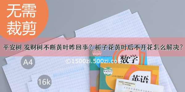 平安树 发财树不断黄叶咋回事？栀子花黄叶后不开花怎么解决？