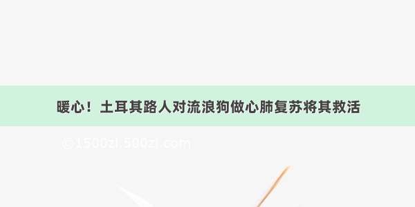 暖心！土耳其路人对流浪狗做心肺复苏将其救活