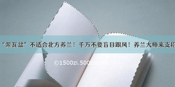 “泥瓦盆”不适合北方养兰！千万不要盲目跟风！养兰大师来支招！