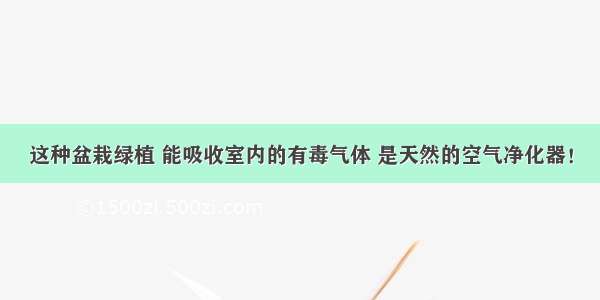 这种盆栽绿植 能吸收室内的有毒气体 是天然的空气净化器！