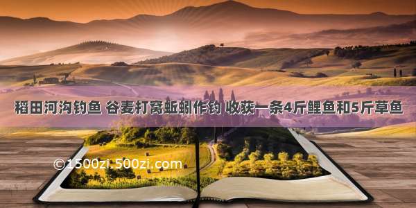 稻田河沟钓鱼 谷麦打窝蚯蚓作钓 收获一条4斤鲤鱼和5斤草鱼