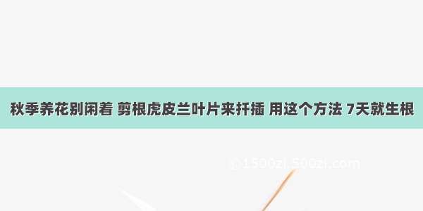 秋季养花别闲着 剪根虎皮兰叶片来扦插 用这个方法 7天就生根