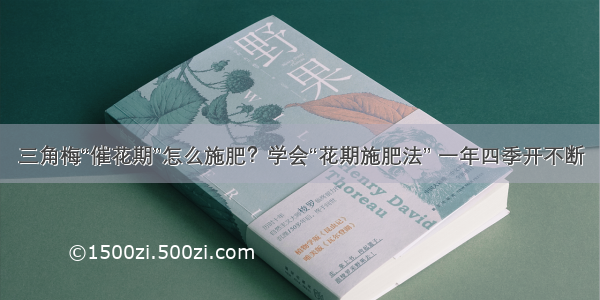 三角梅“催花期”怎么施肥？学会“花期施肥法” 一年四季开不断