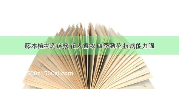 藤本植物选这款 花大香浓 四季勤花 抗病能力强