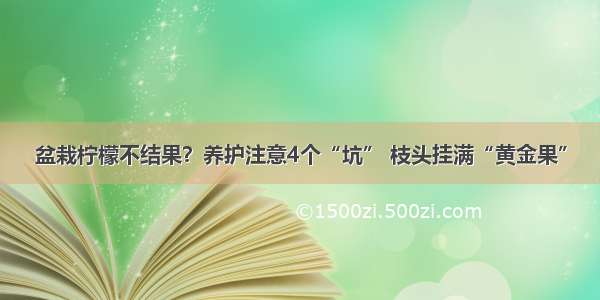 盆栽柠檬不结果？养护注意4个“坑” 枝头挂满“黄金果”