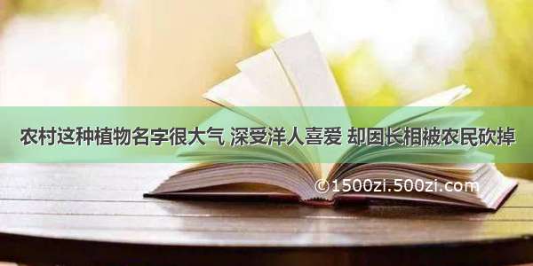 农村这种植物名字很大气 深受洋人喜爱 却因长相被农民砍掉