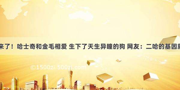 萌宠来了！哈士奇和金毛相爱 生下了天生异瞳的狗 网友：二哈的基因就是强