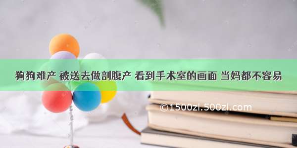 狗狗难产 被送去做剖腹产 看到手术室的画面 当妈都不容易