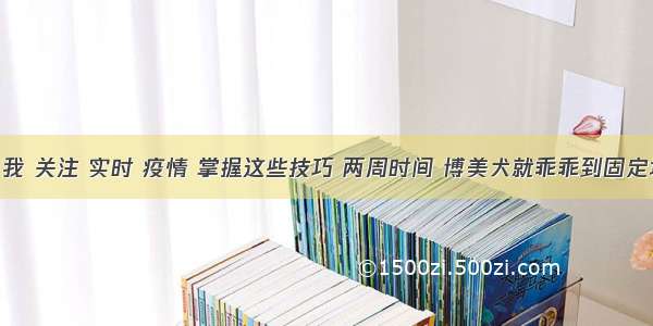 刷新 翻看 我 关注 实时 疫情 掌握这些技巧 两周时间 博美犬就乖乖到固定地点大小便