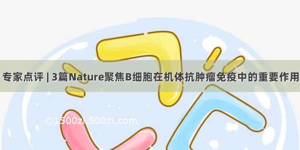 专家点评 | 3篇Nature聚焦B细胞在机体抗肿瘤免疫中的重要作用