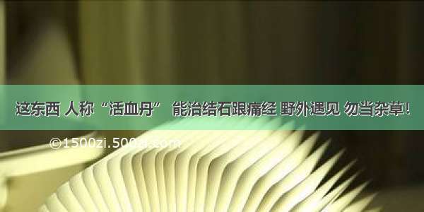 这东西 人称“活血丹” 能治结石跟痛经 野外遇见 勿当杂草！