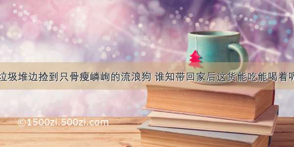 垃圾堆边捡到只骨瘦嶙峋的流浪狗 谁知带回家后这货能吃能喝着呢