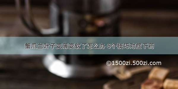 蟹爪兰叶子变薄变软了怎么办 6个技巧对症下药