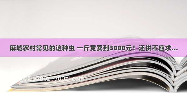 麻城农村常见的这种虫 一斤竟卖到3000元！还供不应求...