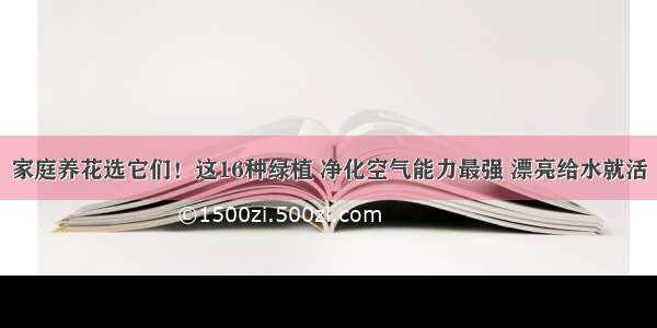 家庭养花选它们！这16种绿植 净化空气能力最强 漂亮给水就活