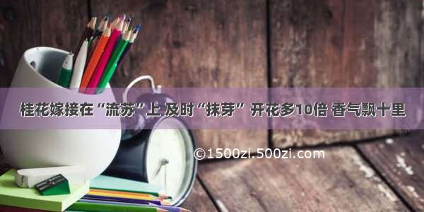 桂花嫁接在“流苏”上 及时“抹芽” 开花多10倍 香气飘十里