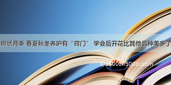 树状月季 春夏秋冬养护有“窍门” 学会后开花比其他品种美多了