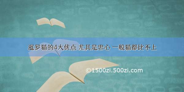 暹罗猫的4大优点 尤其是忠心 一般猫都比不上