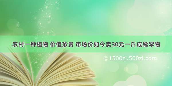 农村一种植物 价值珍贵 市场价如今卖30元一斤成稀罕物