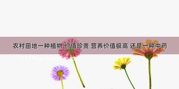 农村田地一种植物 价值珍贵 营养价值极高 还是一种中药