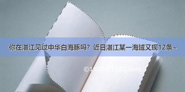 你在湛江见过中华白海豚吗？近日湛江某一海域又现12条~