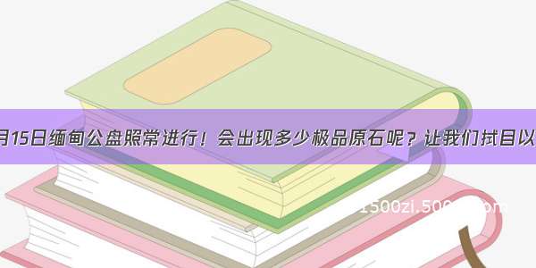 9月15日缅甸公盘照常进行！会出现多少极品原石呢？让我们拭目以待