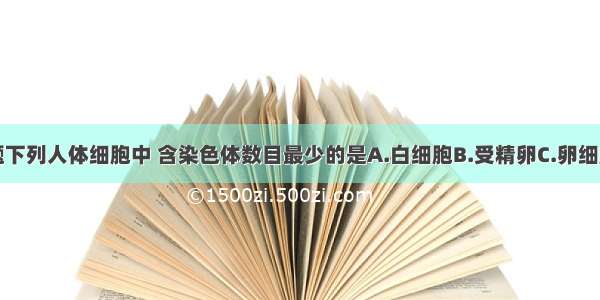 单选题下列人体细胞中 含染色体数目最少的是A.白细胞B.受精卵C.卵细胞D.口