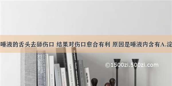 狗常用沾有唾液的舌头去舔伤口 结果对伤口愈合有利 原因是唾液内含有A.淀粉酶B.抗体