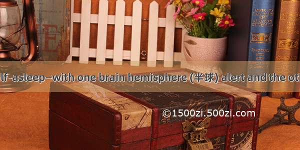 Birds that are half-asleep—with one brain hemisphere (半球) alert and the other sleeping—con