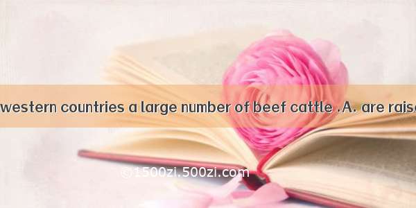 They say in many western countries a large number of beef cattle .A. are raisedB. is raise