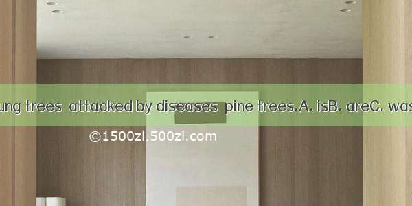 30 % of the young trees  attacked by diseases  pine trees.A. isB. areC. wasD. has been