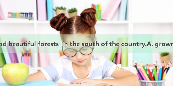 They have rich and beautiful forests  in the south of the country.A. grownB. growingC. pla