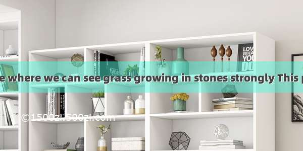 Here is a picture where we can see grass growing in stones strongly This picture 36me of