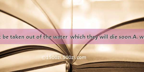 These fish can’t be taken out of the water  which they will die soon.A. withoutB. withC. o