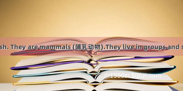 Dolphins are not fish. They are mammals (哺乳动物).They live in groups and speak to each other