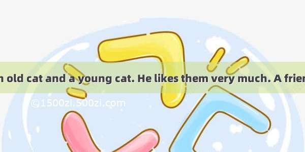 A man has got an old cat and a young cat. He likes them very much. A friend comes to see h